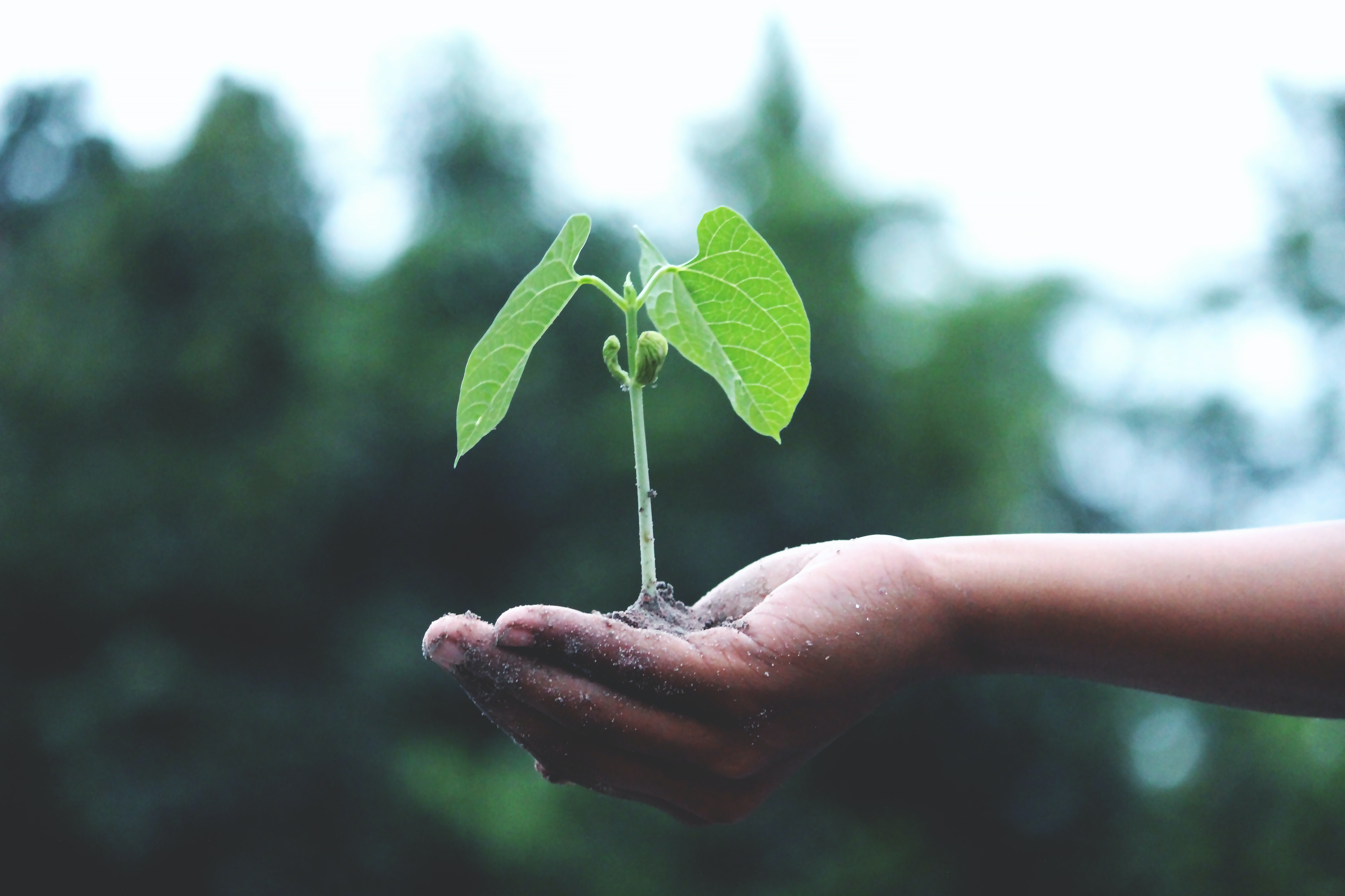 Enea lancia la rete italiana dell’agrivoltaico sostenibile