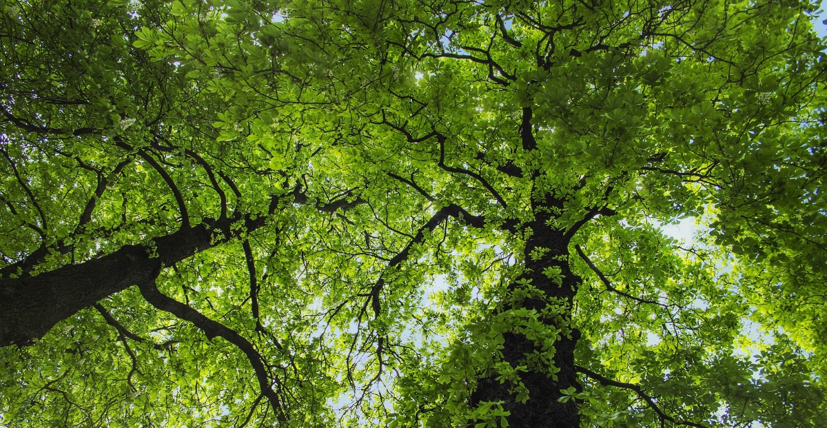 L'ESPANSIONE DELLE FORESTE IN EUROPA