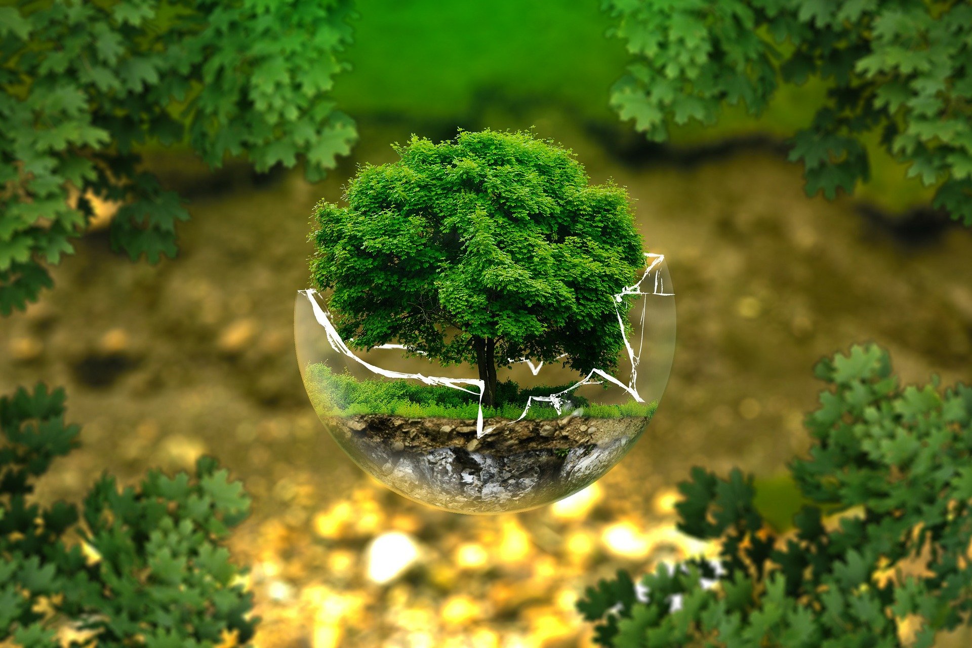 Ambiente, ENEA: al via progetto per migliorare qualità dell’aria in città con la vegetazione